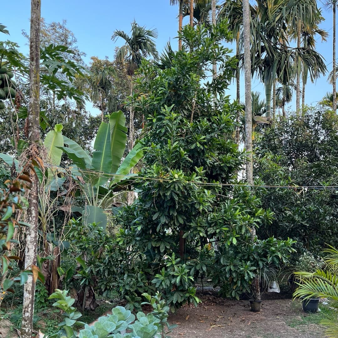 Abiyu Plant image 2