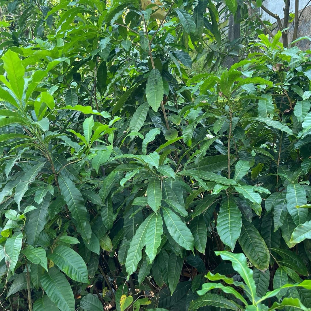 Abiyu Plant image 4