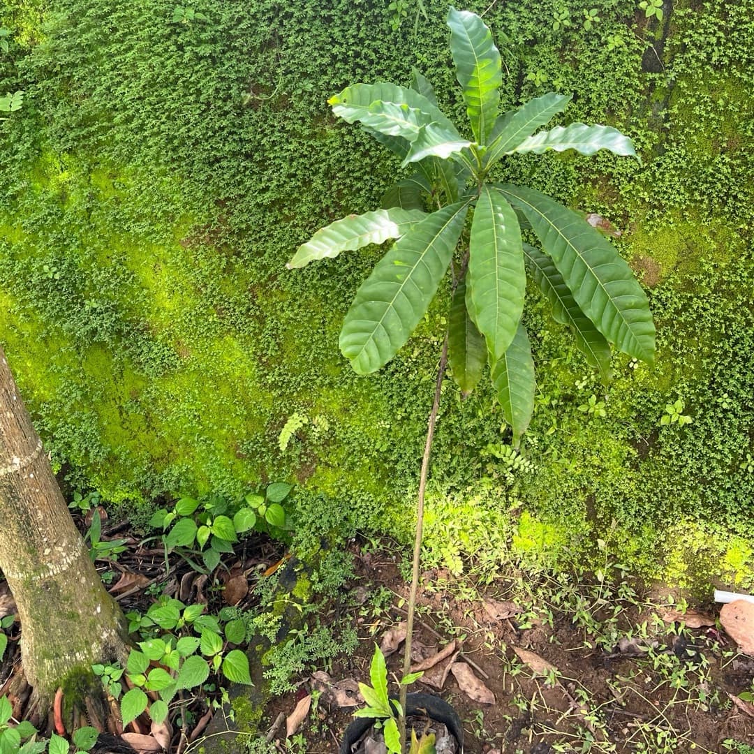 Abiyu Plant image 3