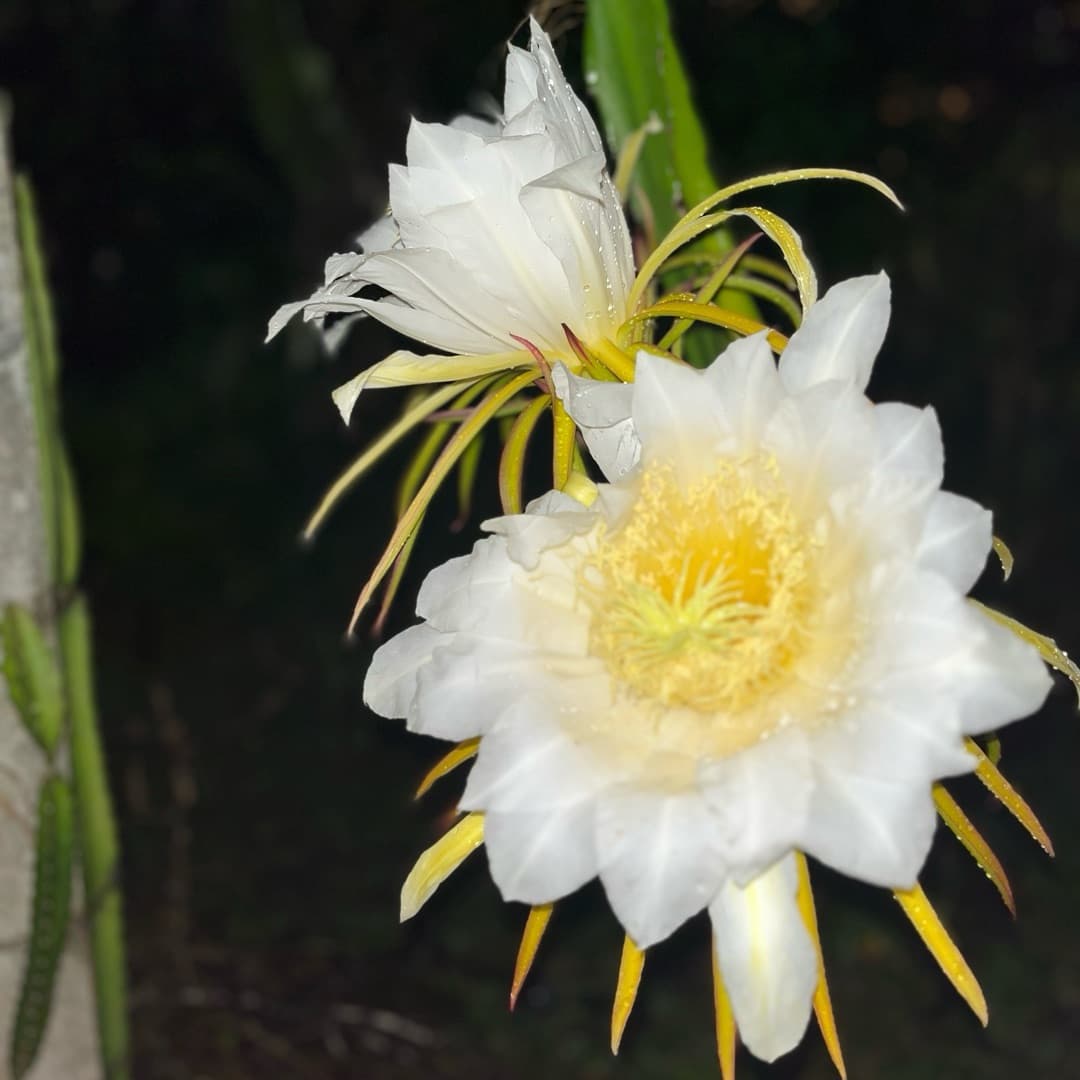 Dragon Fruit plant image 2